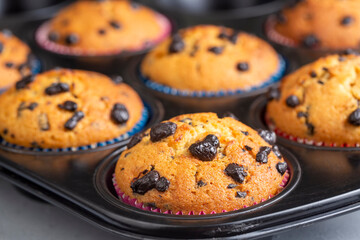 Chocolate chip muffins in plate on light gray background