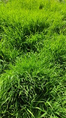 Close-up image of spring green grass