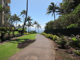 Path towards a shiny blue sea, surrounded by palm trees and green vegetation. Green lawn and clear blue sky. Kapalua, Maui, Hawaii.