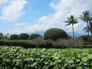 A sequence of topiary green trees. Treetops pruned into spherical shapes. View from behind a hedge. Blue sky with clouds and palm trees. Kapalua, Maui, Hawaii.