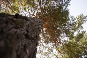 Bottom view of the top of a huge sycamore tree or sycamore tree in the forest