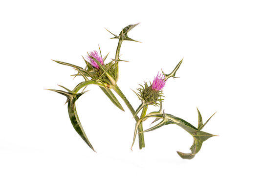 Notobasis syriaca (Syrian Thistle) the sole species in the genus Notobasis, is a thistle-like plant in the family Asteraceae
