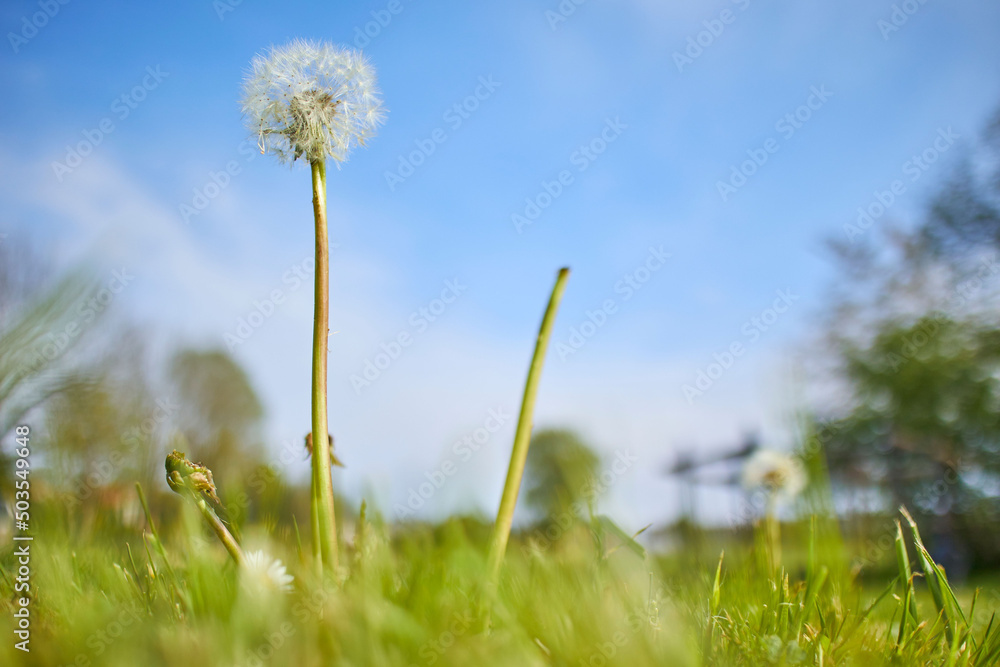 Poster dandelion plant among grass