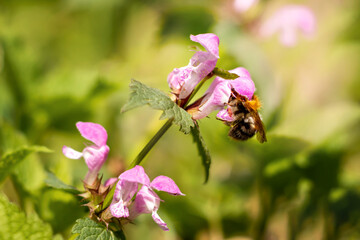 Close-up honey bee in a small lilac flower in the sun. Bloom season.