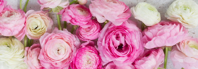 Pink and white ranunculus flowers