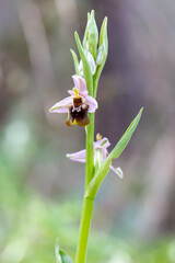 Wild orchid; scientific name; Ophrys minutula