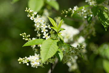 Blooming cherry branch in spring with white flowers. Delicate inflorescences, close-up, selective focus and blurred background