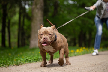 An American Bully dog on a walk in the park on a leash. Green grass and trees in the background, summer day