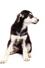 A large half-breed puppy of an Eastern European shepherd poses in the studio. Color black with light tan markings, isolated on a white background