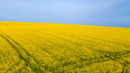 Rapeseed field  shot in may 2022