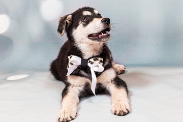 Portrait of a mongrel large puppy with a bow around its neck. Color black with light tan markings, shot on a blue background