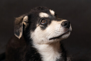 Portrait of the head of a large half-breed shepherd puppy, black with light markings. Close-up, selective focus