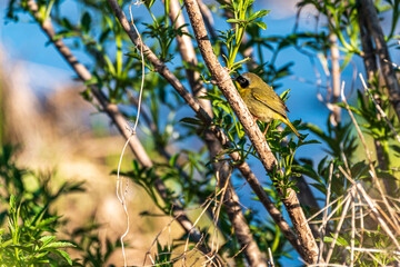 common yellowthroat bird on a branch