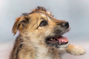 Fototapeta premium Portrait of a funny red puppy in the studio on a light background. The puppy is strange and clumsy, but very cute and will be a loyal friend to the owner