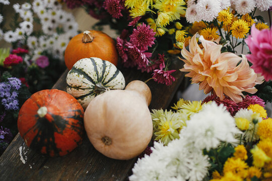 Happy Thanksgiving! Stylish pumpkins among beautiful autumn flowers on rustic wooden background. Hello fall. Orange and yellow squashes among colorful asters and dahlias. Moody image