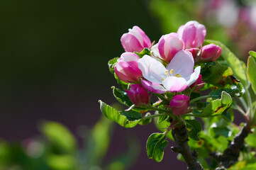 Fototapeta premium Blooming apple tree. Spring flowers and leaves. Pink apple flowers.