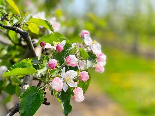 Beautiful pink and white flowers branch against green lawn. Blossom in spring garden.