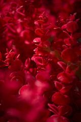 Ikebana made of red leaves and flowers. Installation in the form of red flowers for the decoration of the street space. The red color of the leaves and flowers.