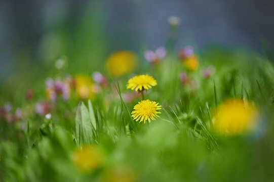 Abstract image of a glade with wild flowers. Colorful spring fresh grass and flowers