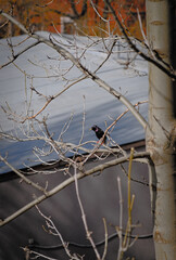 A starling on the branches. The starling arrived from warm countries for summer nesting. A bird on the branches of a tree.