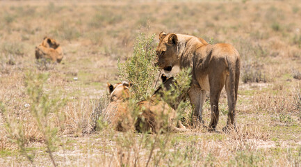 Fototapeta na wymiar pride of lions lie in the grass in the savannah