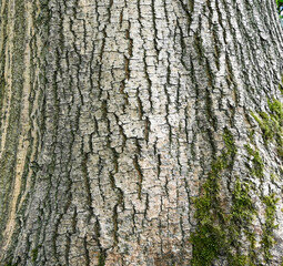 Bark of aesculus hippocastanum, Enghien, Belgium