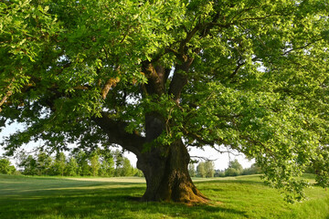 Quercus roubar, Enghien, Belgium