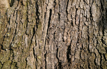 Bark of aesculus hippocastanum, Enghien, Belgium