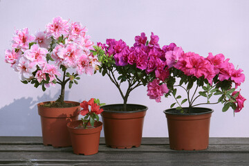 Naklejka na ściany i meble Different pink-red shades blooming Azalea bushes in the pots standing on the wooden panel