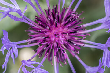 close up of a flower