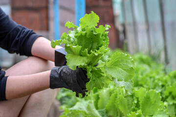 Woman hands holding fresh lettuce in small greenhouse. Selective focus.