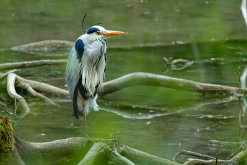 Fischreiher