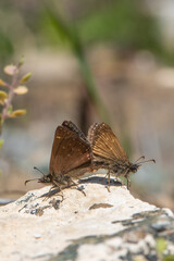 Hesperiidae / Paslı Zıpzıp / Dingy Skipper / Erynnis tages