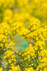 Lycaenidae / Zümrüt / Green Hairstreak / Callophrys rubi