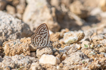 Lycaenidae / Balkan Kaplanı / Balkan Pierrot / Tarucus balkanicus