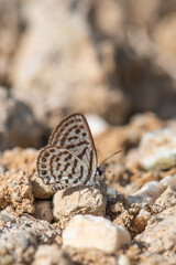 Lycaenidae / Balkan Kaplanı / Balkan Pierrot / Tarucus balkanicus
