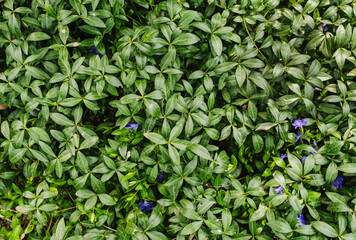 Background, texture of green foliage and purple flowering periwinkle flowers. Photo of spring nature.