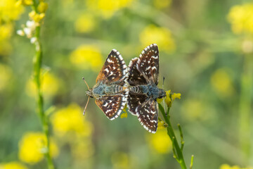 İspanyol Zıpzıpı » Pyrgus armoricanus » Oberthür’s Grizzled Skipper