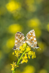 İspanyol Zıpzıpı » Pyrgus armoricanus » Oberthür’s Grizzled Skipper