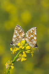 İspanyol Zıpzıpı » Pyrgus armoricanus » Oberthür’s Grizzled Skipper