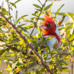 Red crested cardinal