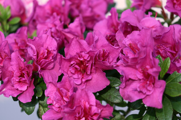 Close-up of the Dark pink Azalea flowers