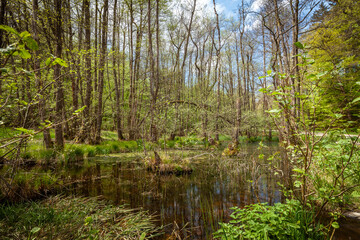 Kleiner Teich im Sumpfgebiet