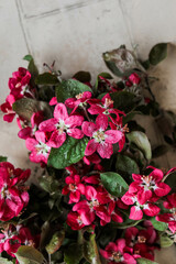 Bright pink apple tree flowers on blooming branches on a beige table. Beautiful spring flowers.