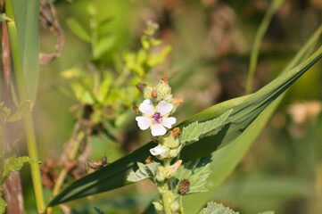 Closeup of marsh-mallow flower with selective focus on foreground