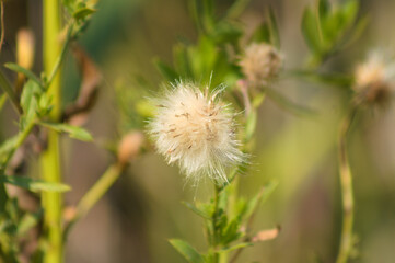 Closeup of fluffy creeping thistle seed with selective focus on foreground