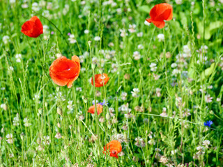 red poppies and other field flowers on meadow