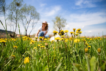 woman picking dandelion flowers wild garden