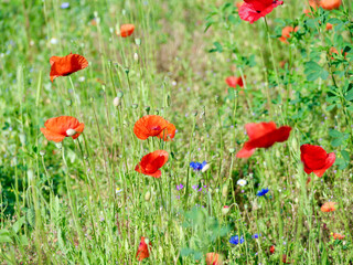 red poppies and other field flowers on meadow