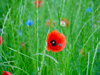 bee on red poppy and other field flowers on meadow